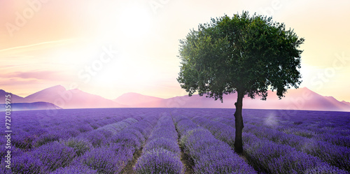 Blühendes Lavendelfeld mit Baum bei Sonnenuntergang
