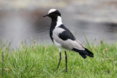 Portrait of a blacksmith lapwing walking on grass