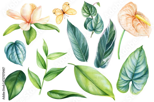 Watercolor tropical spring flora. Magnolia, anthurium Flower, green leaf Illustration clipart isolated white background.