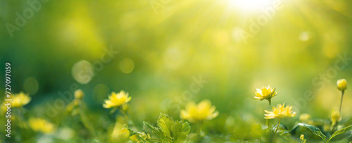 Green grass and flowers background at sunrise