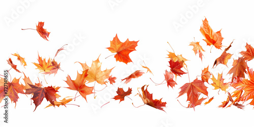 紅葉が舞う秋の季節・白背景