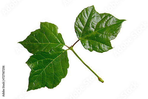 Poison Ivy Leaf on Transparent Background