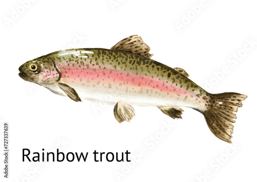 Fresh live swimming fish rainbow trout (Oncorhynchus mykiss). Hand drawn watercolor illustration, isolated on white background