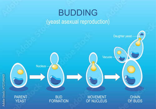 Budding. Yeast Asexual reproduction. Fungi