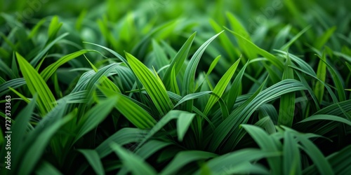 Detailed View Of Lush Green Blades Of Grass. Сoncept Macro Photography, Nature Close-Ups, Detailed Plant Life, Green Grass Blades