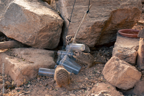 meerkats playing