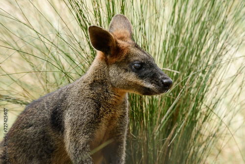 Swamp wallaby (Wallabia) a mammal from the kangaroo subfamily, a kangaroo with gray-rust fur sits among the vegetation and rests in the shade.