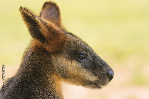 Swamp wallaby (Wallabia) a mammal from the kangaroo subfamily, a kangaroo with gray and rusty fur sits and rests in the shade.