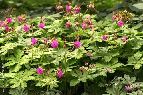 Geranium macrorrhizum, an undemanding, ornamental plant. Popular flowers for parks and gardens