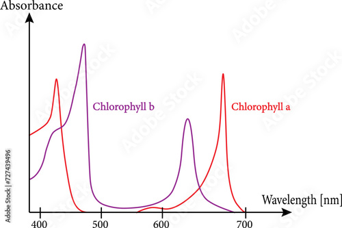 Absorbance spectra of free chlorophyll a and b in a solvent.Vector illustration.