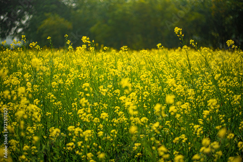 field of yellow flowers, Linn County, Mid-Willamette Valley, Western Oregon