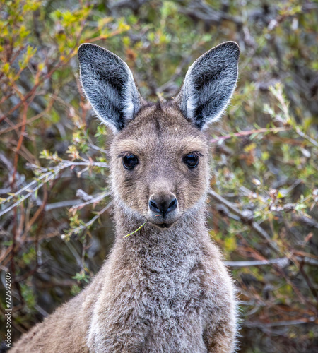 Young Western Grey kangaroo (Macropus fuliginosus).