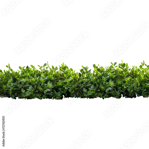 Shrub isolated on transparent background png file.