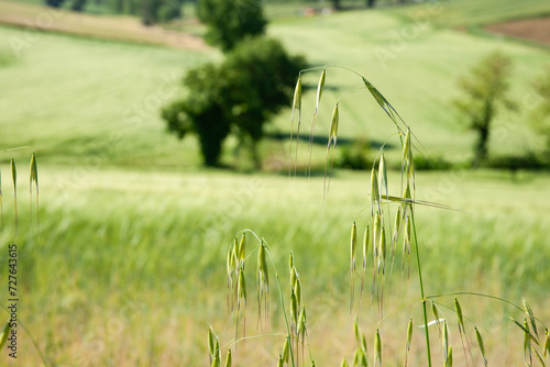 bent over stem of grass seed in foreground with bokeh background in Italian rural landscape