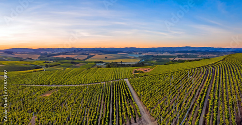 vineyard at sunset, view of vineyard at sunset
