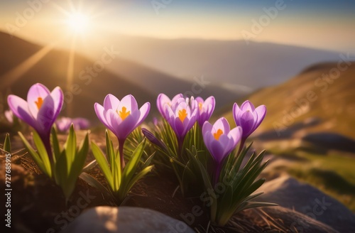 Crocuses in the mountains