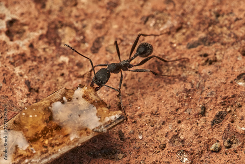 hormiga común negra tirando de una rama