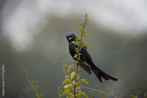 Black Drongo Perched on Branch
