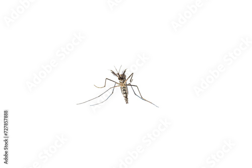 Aedes mosquitoes, Common house mosquito. Isolated on white background