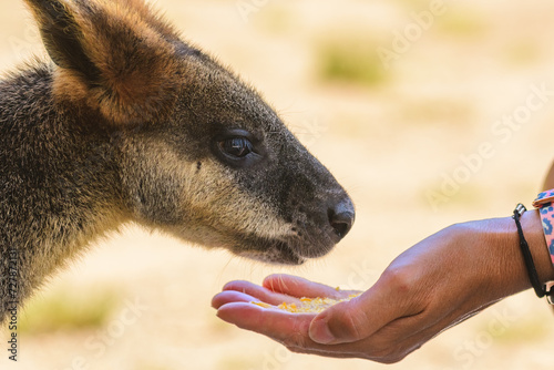 Swamp wallaby (Wallabia) a mammal from the kangaroo subfamily, a kangaroo with grayish rusty fur sits in the shade and eats a dry corn grain from the hand, feeding a kangaroo.