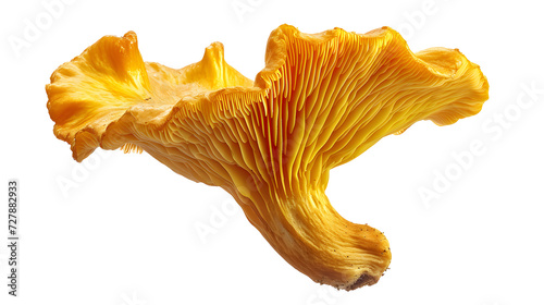 a close up of a mushroom