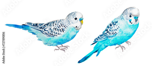 Watercolor hand painted illustration of blue parrot, budgie , blue parrot ,budgerigar , bird, watercolor illustration , birds , turquoise 