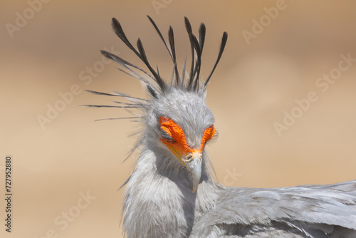 Portrait of secretarybird or secretary bird - Sagittarius serpentarius with yellow sand in background. Photo from Kgalagadi Transfrontier Park in South Africa.