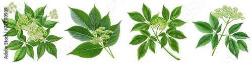  Green elderberry leaves Hyperrealistic Highly Detailed Isolated On Transparent Background Png File