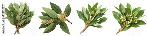 A Bunch Of Fresh Fragrant California bay laurel Umbellularia californica Hyperrealistic Highly Detailed Isolated On Transparent Background Png File White Background Photo Realistic Image