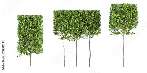 Grecian bay trees isolated on white background