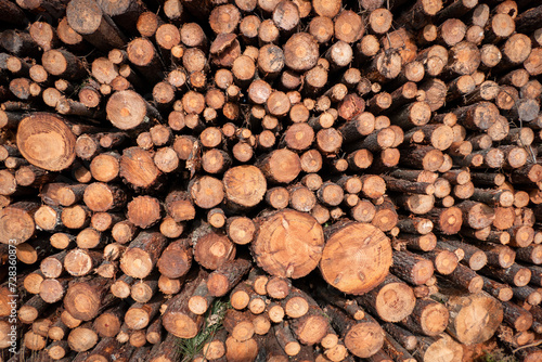 Arranjo ordenado de troncos de pinheiro a secar, preparando-se para a indústria da madeira