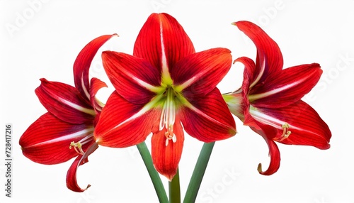 amaryllis minerva red flower isolated on transparent background belladonna or jersey lily plant cut out icon