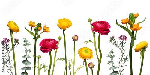 bunte, gelbe und rote farbenfrohe, fröhliche Blumen nebeneinander in einer Reihe freigestellt vor weißem Hintergrund. Platz für Text