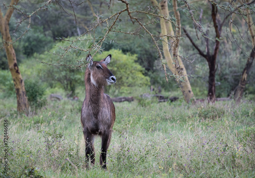 Afrykańska antylopa Kob śniady w Parku Narodowym Lake Nakuru Kenia