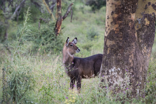 Afrykańska antylopa Kob śniady w Parku Narodowym Lake Nakuru Kenia