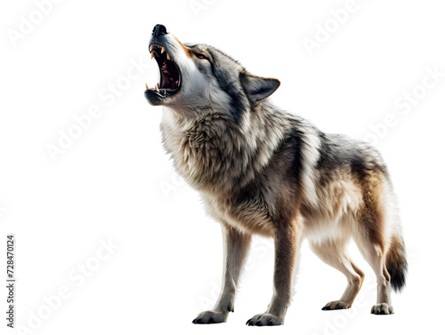 Wolf Howling, isolated on a transparent or white background