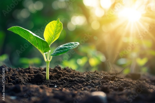 The young sapling, germinating from the rich soil, thrives as it grows towards the warm, bright morning sunlight, symbolizing the beginning of new life and growth in nature.