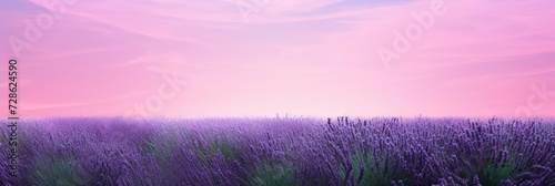 A Peaceful Lavender Harvest Gradient, Background Image, Background For Banner, HD