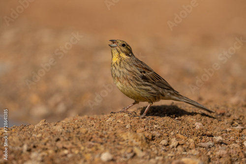 female cirl bunting on the ground 