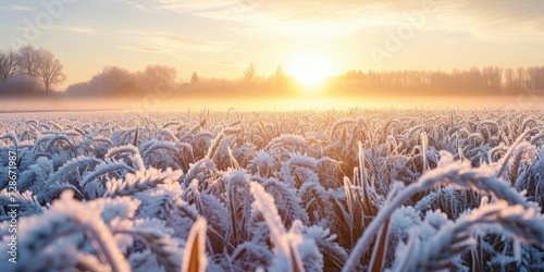 Spring frosts damaged winter crops and frozen plants in the meadow at sunrise affecting the sowing of wheat in agricultural fields covered with hoarfrost during the spring, Generative AI