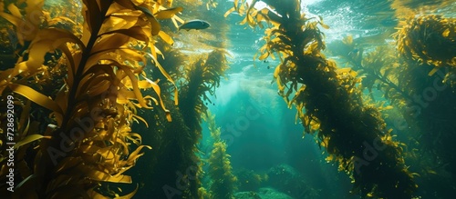 Giant kelp off Monterey forms important habitat for diverse marine life.