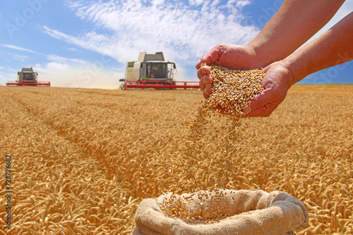 Wheat grain in a hand after good harvest of successful farmer in a background agricultural machinery combine harvesters working on the field