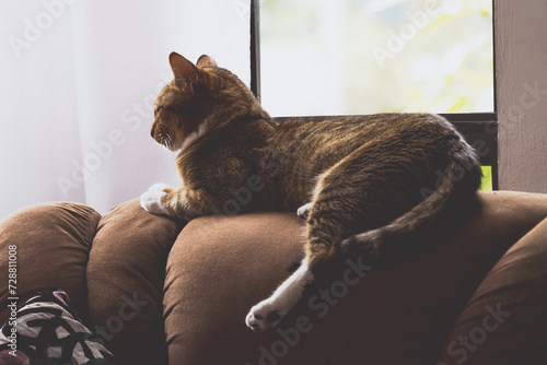 Photographic study of a beautiful cat resting on an armchair in the living room.