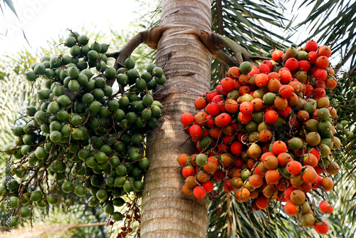 bunch of areca nut or betel nut is the fruit of the areca palm tree