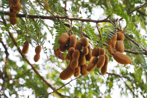 tamarind fruit hanged on its own tree also known as Imlee, Imli, Tamarin, Tamarindo, Tamarindus indica,Tintiri