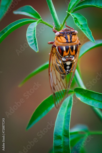 Bush Cicada (Megatibicen dorsatus).