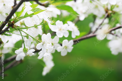 White flowers on a green bush. Spring cherry apple blossom. The white rose is blooming.