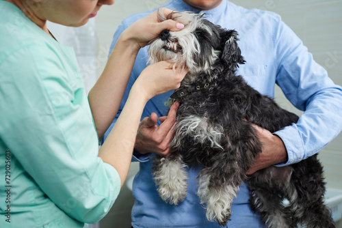 Veterinarian examine teeth of of the dog