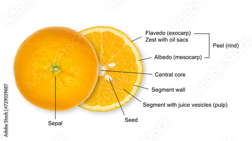 Structure of an halved orange, cross section of a citrus fruit, with legend. Anatomy of a sweet orange showing segments with juice vesicles, the peel with oil sacs, seeds, central core and the sepal.