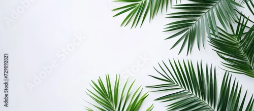 Top view of white background with flat lay of green palm leaf branches.